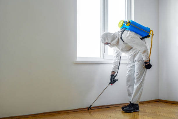 Best Termite Control Services  in Kalona, IA