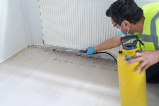 Wasp Removal Services in Kalona, IA